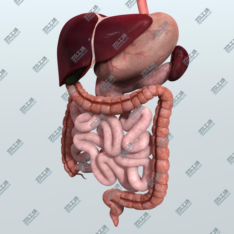 images/goods_img/202105073/Realistic Human Digestive System/4.jpg